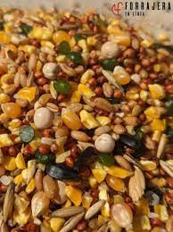 Grano Gallo de Pelea